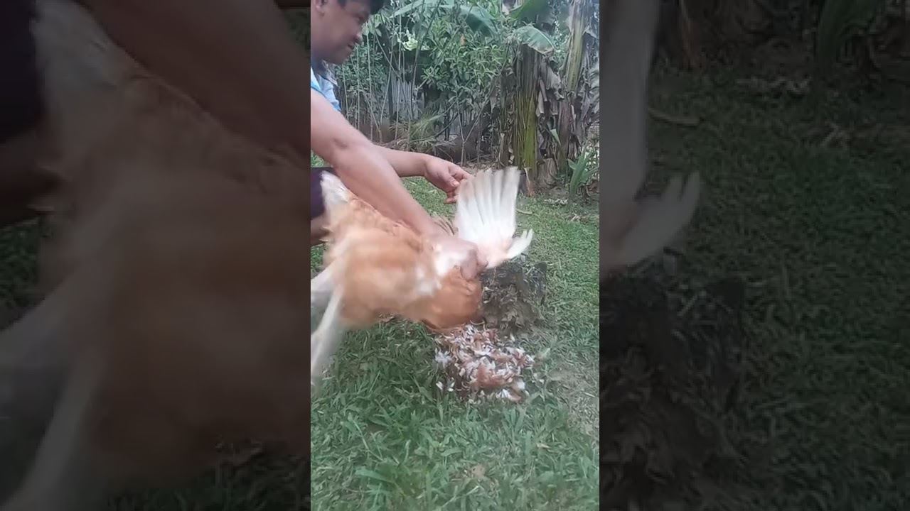 katay ng manok organic native.. - YouTube