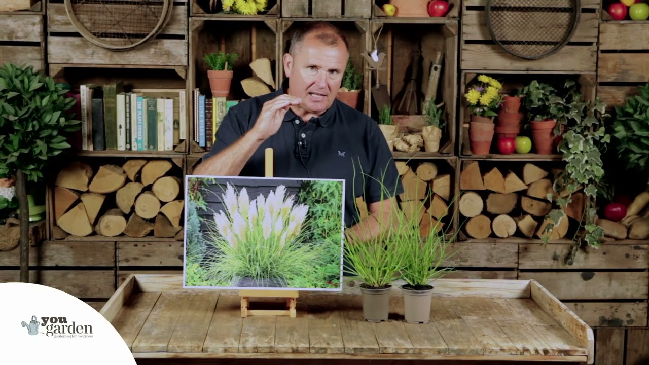 Cortaderia Tiny Pampa