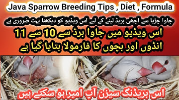Java Sparrow Breeding Tips Breeding Season Diet plan and Best Breeding Formula Java birds 🐦