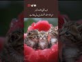 Urdu poetry video🥀❤️🩹#poetry #shorts #quotes #urdupoetry #deeplines