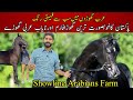 The Most Rare Arabian Horse Color | Horse Farm in Pakistan | Black Arab Stallion | Showline Arabian