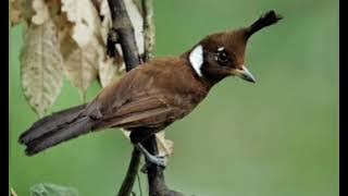 Masteran cililin jeda 1 menit yang paling di cari