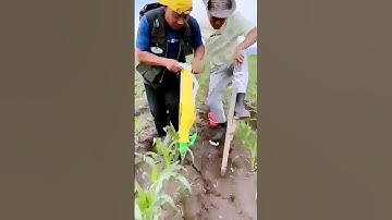 The process of corn fertilization = good methods can increase efficiency