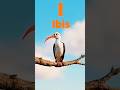 ABC Birds Song (I - P) | ABC Learning for Kids | Kids Learning Video #kidslearning #abcd #shorts