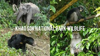 Wildlife of Khao Sok National Park - Elephants, Sun Bears and More!!