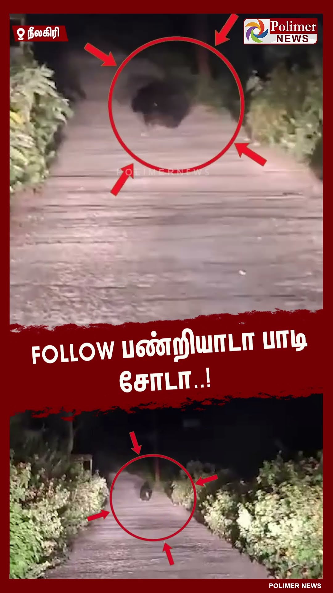 வாகன ஓட்டிகளை கண்டதும் ஓடும் காட்சி..  #shorts | #bear