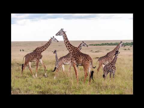 Masai Chants Binaural Audio No Video