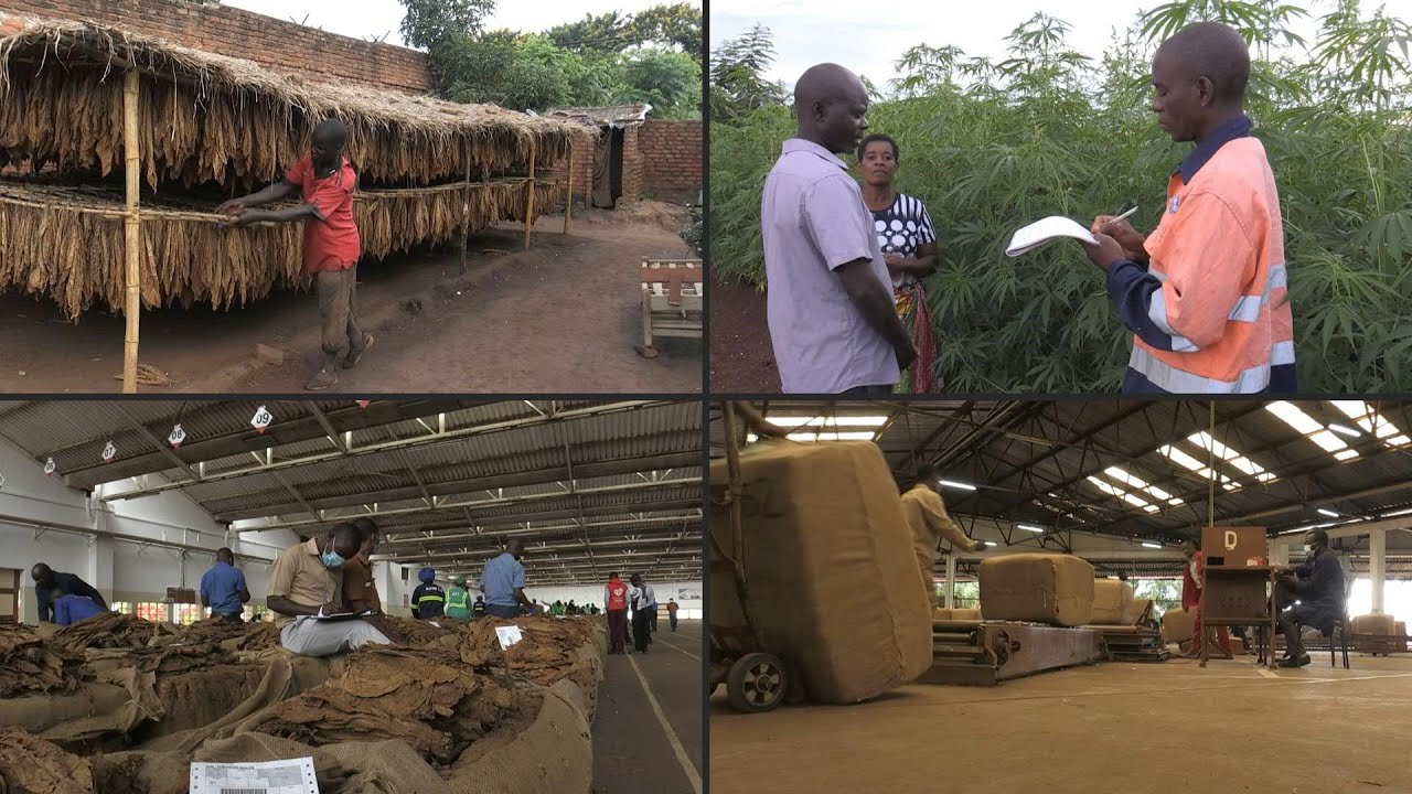 Still from New fix needed for Malawi economy as tobacco sales plummet | AFP