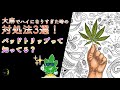 「大麻とバッドトリップ」大麻でハイになりすぎた時の対処法3選！