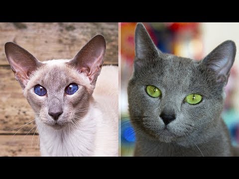 12 самых умных пород кошек в мире