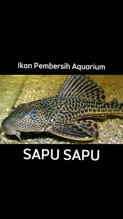 Aquarium Cleaning Fish - 1. Broom #fish #ornamentalfish #aquascape #aquarium #broom