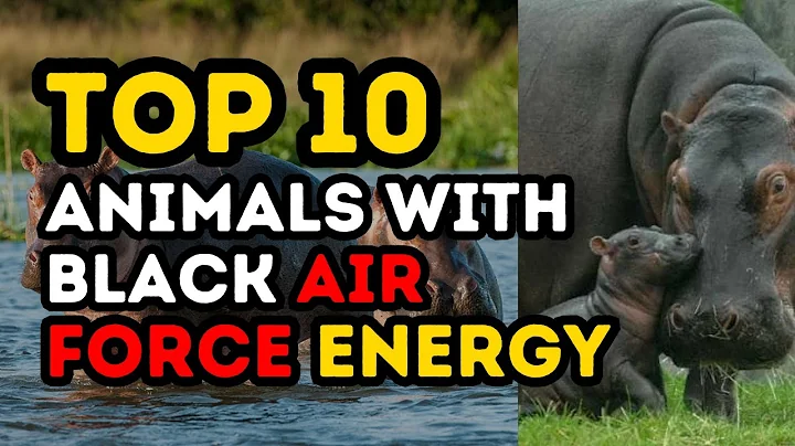 Top 10 Animals with Black Air Force Energy | Top 10 Notch