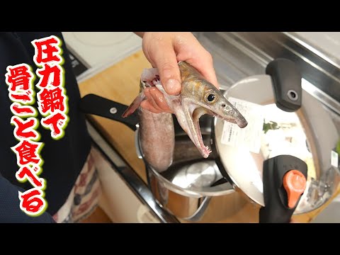 ハモも圧力鍋なら骨ごといけるんじゃ...? と思い立ちハモを圧力鍋で調理してみた結果