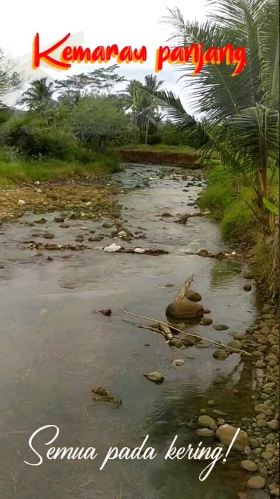 Kemarau panjang, berilah setitik air! #shorts #shortsvideo #kemarau #gersang #cuaca #musim #viral