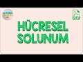 Hücresel Solunum | AYT Biyoloji 2020