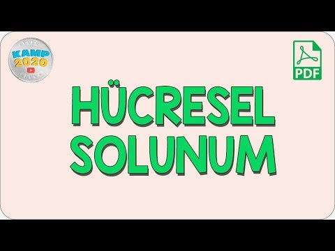 Hücresel Solunum | AYT Biyoloji 2020