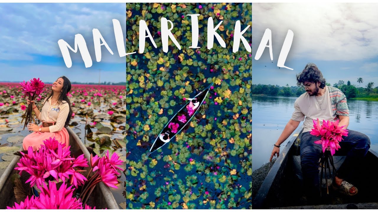MALARIKKAL blooming | kottayam | Best time to visit | Detailed Guide | water lily paradise | kerala