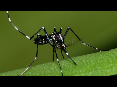 Video: Blodsugande insekter: myggor, gadflies, hästflugor, fästingar, loppor, löss, myggor. Skyddsmedel