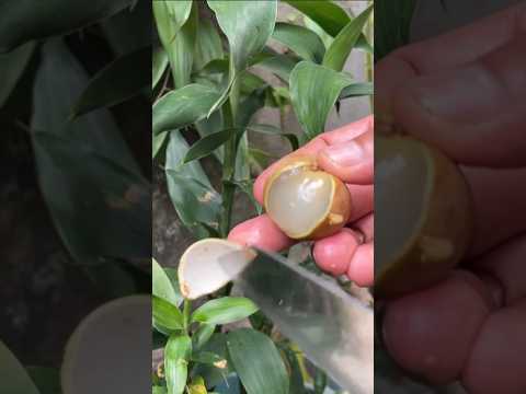 great longan peeling #fruit #asianfruit #fruitcutting #fruitrees #farming #fruitarian