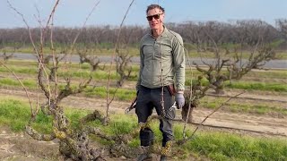 Winter Pruning in Lodi’s Church Block Vineyard