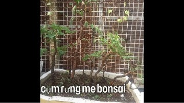 Tập làm cụm rừng bonsai / Cụm rừng me