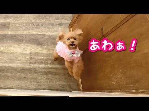 全力少女コロンの1日。今日もたくさんの人に愛されました。【トイプードルのコロン】