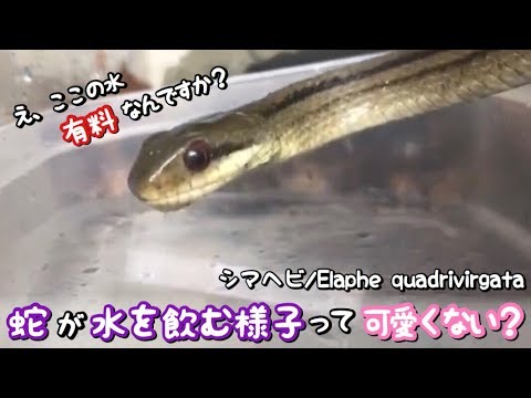 シマヘビの水を飲む姿が可愛すぎるからみんなに見て欲しい Youtube