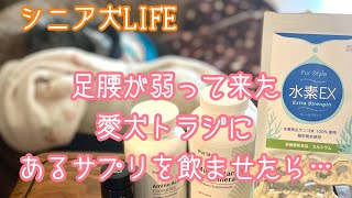 #シニア犬　【足腰が弱って来た愛犬トラジにあるサプリメントを飲ませたら…】