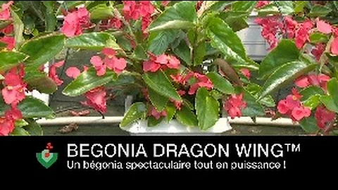 Quand faire des boutures de bégonia dragon ?