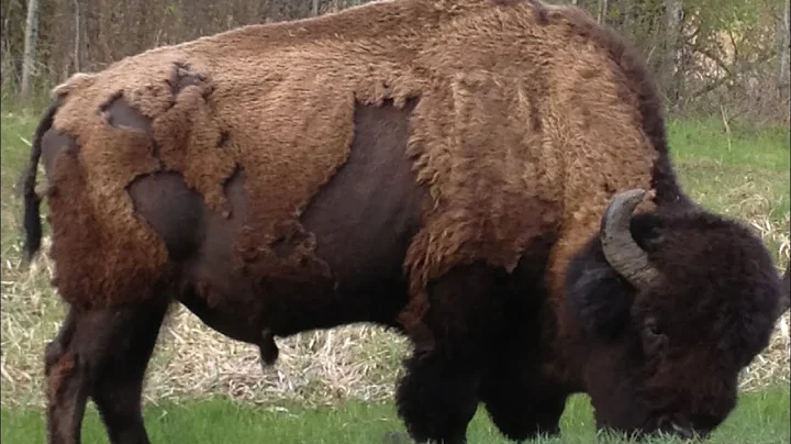 Elk Island National Park, Alberta | Trail Hike