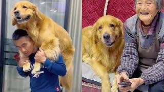 Golden Retriever Mao Mao became the master of the house, the bad old man always beaten by him❤#金毛豆豆