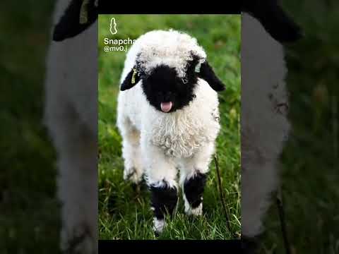 راحت هيبة النمر