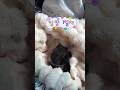 오둥이 집가는 길 꼬물꼬물하고있는게 귀엽다😍#고양이#일상