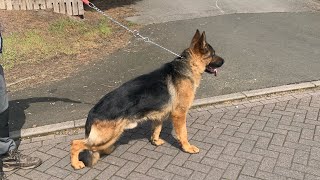 German shepherd