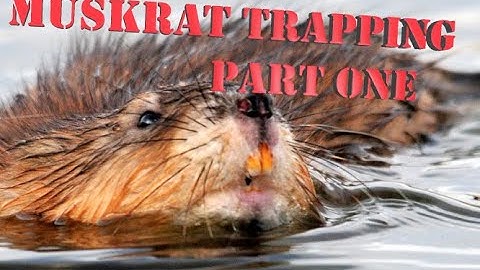 Muskrat trapping- Muskrat Madness #3 (Part 1)