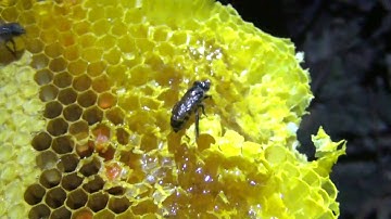 Bắt tổ ong mật khổng lồ trong hang đá | Tây Bắc Xanh