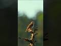 Pipit Bird Song | Птица КОНЕК #pipit #bird #song #singing #chirping #birdsounds #shorts #birds