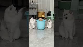 【#乔巴日记】一家人就得整整齐齐 #猫咪 #猫咪的迷惑行为 #猫咪能有什么坏心思呢 image