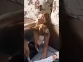 OMG😱😱#dog #animals #baffalo #donkey #funny #horse #pets #cow #shortvideo