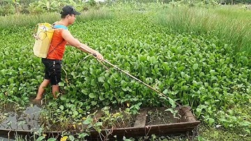 Kích Cá Lóc Khủng Đầm Hoang Cùng Tem Thú Vui 3 Miền