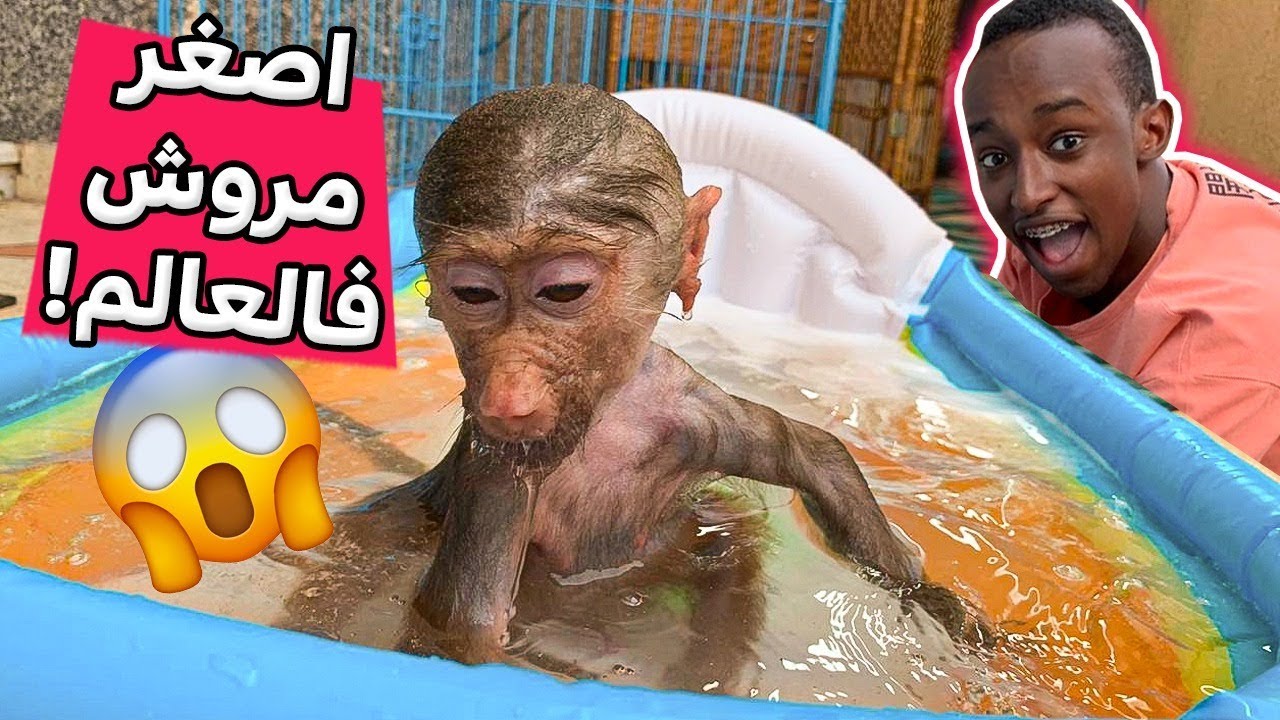 شوفو الضفدع ايش جاب هديه لعبسي 😂اصغر مروش🤩