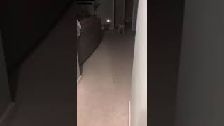 Puppy Wants Food in the Middle of the Night
