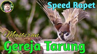 Gereja Tarung Suara Jernih Masteran Terbaik