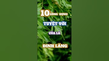 10 Công Dụng Đáng Kinh Ngạc Của Lá Đinh Lăng #Songkhoe365 #chamsocsuckhoe #short