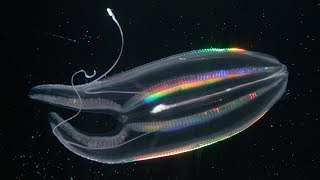 How Deep Sea Creatures Produce Their Own Light