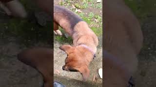anesthesia in stray dogs, using the quick injection technique