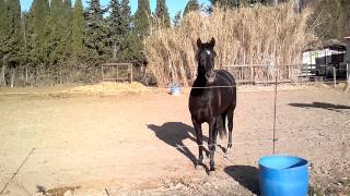 cheval Barbe Marocain ( elevage France )