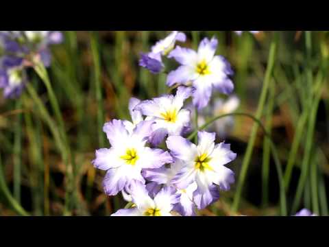 Video: Tajemný Leucanthemella