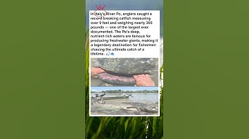 Giant Catfish vs. Fishermen😳 Monster of the River Po😱 The Biggest Catfish! #fish #fishing #river