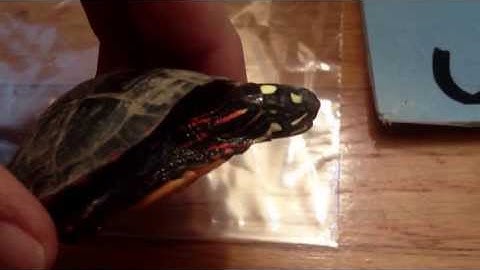 Is my turtle dead or hibernating?